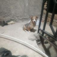 سگ پاکوتا باهوش نر واگذار