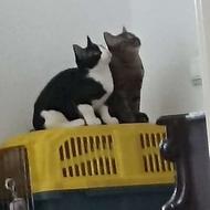 واگذاری دو بچه گربه نر رایگان