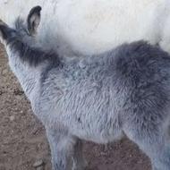 کره الاغ ماده