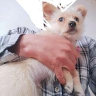 سگ پاکوتاه پشمالو