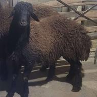 بره قوچ قزل افشاری