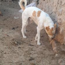 سگ‌گله‌ای‌