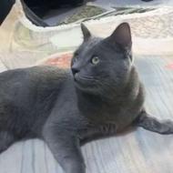 گربه نژاد کمیاب راشن بلو