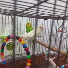 یک جفت مرغ عشق