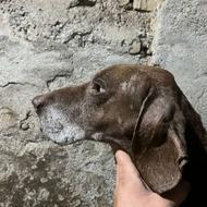 واگذاری سگ پوینتر آلمان دوساله مولد و نگهبان عالی