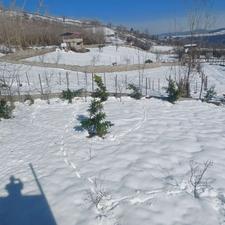 خونه باغ جنگلی