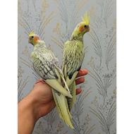 عروس هلندی نر وماده رنگ خاص فول رام و دستی