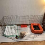 واگذاری توله شیتزو 2/5 ماهه واکسن خورده با وسایل