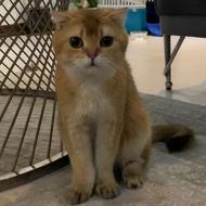 گربه بریتیش