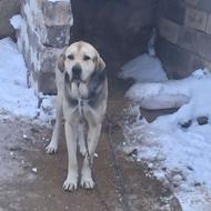 واگذاری‌عراقی‌نر2ساله