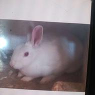 خرگوش نر سفید چشم قرمز آتشی