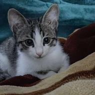 نگهداری گربه در منزل خودم