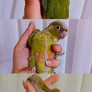 طوطی گرینچیک