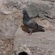 مفلق دو رگ سیاه،سرخ