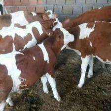 فروش انواع گوساله های سیمینتال نژاد اصل قرمز