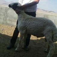 فروش قوچ و بره قوچ هترو