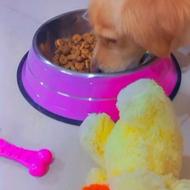 سگ میکس اشپیتز 7 ساله واگذاری