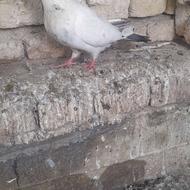 کبوتر کبوتر