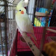 عروس هلندی لوتینو نر