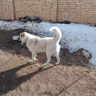 واگذاری سگ گله و نگهبانی