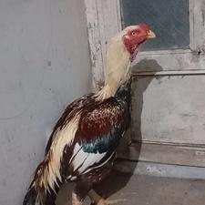 خوروس لاری صابونی