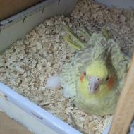 فروش جفت عروس هلندی