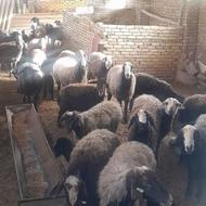 گوسفند جوان شیشک