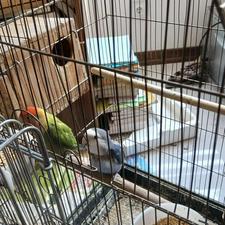 یک جفت طوطی برزیلی سخنگو