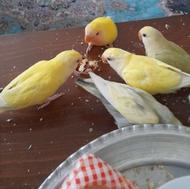 طوطی برزیلی دوماهه