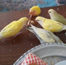 طوطی برزیلی دوماهه