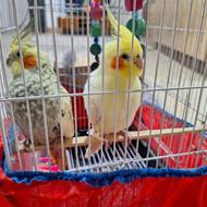 یک جفت عروس هلندی نر و ماده