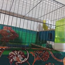 مرغ عشق جفت و سرحال