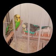 مرغ عشق عروس هلندی