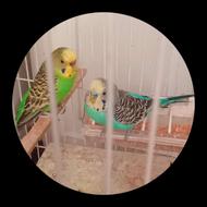 مرغ عشق عروس هلندی