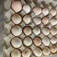 تخم مرغ نطفه دار گلین و3خروس گلین