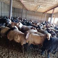 گوسفند فروشی