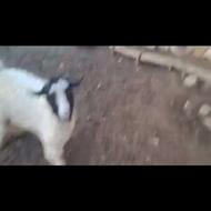 یک عدد بز غاله عالی کاملا سالم گیسک هست تخفیف در حد شیرینی