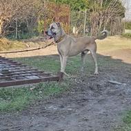 سگ الابای خراسانی 10 ماهه