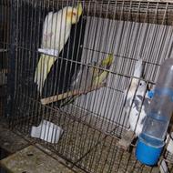 طوطی عروس (جوجه)