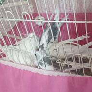 عروس هلندی مولد با جوجه وقفس.