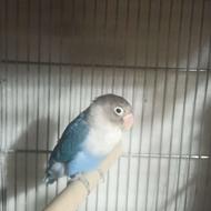 طوطی برزیلی کاربنی نقابدار نر بدون قفس