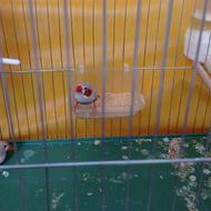 یک جفت فنچ (محلات)