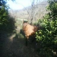 فروش اسب جوان