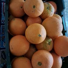 پرتقال تامسون فقط 80 کیلو موجوده