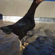 یک جفت لاری دونگ بالا و نسل دار