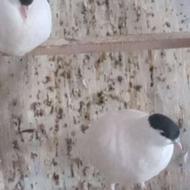 کفتر زینتی شصتی سالم و سلامت