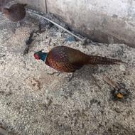 قرقاول آمریکایی نر