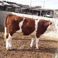 گوساله چاق خریدارم نقد