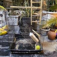 قفس عروس هلندی بلند وسالم