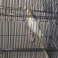 عروس هلندی جفت مولد